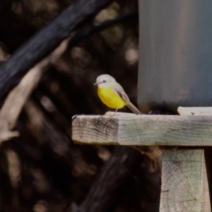 Eopsaltria australis at Eden, NSW - 30 May 2020