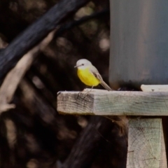 Eopsaltria australis (Eastern Yellow Robin) at Ben Boyd National Park - 30 May 2020 by RossMannell