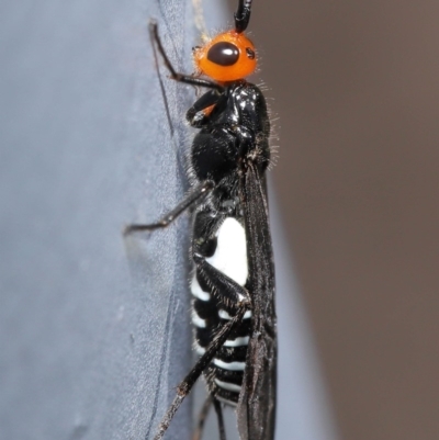 Callibracon capitator (White Flank Black Braconid Wasp) at ANBG - 29 May 2020 by TimL