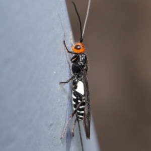 Callibracon capitator at Acton, ACT - 29 May 2020