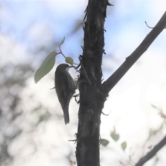 Cormobates leucophaea (White-throated Treecreeper) at Cook, ACT - 27 May 2020 by Tammy