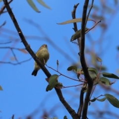 Smicrornis brevirostris (Weebill) at Cook, ACT - 27 May 2020 by Tammy