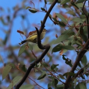 Smicrornis brevirostris at Cook, ACT - 27 May 2020