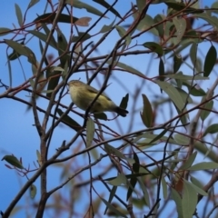 Smicrornis brevirostris at Cook, ACT - 27 May 2020