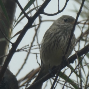 Pachycephala rufiventris at Ngunnawal, ACT - 23 May 2020