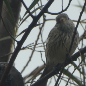 Pachycephala rufiventris at Ngunnawal, ACT - 23 May 2020