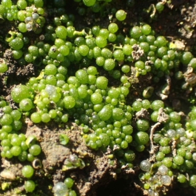 Botrydium granulatum (An algae) at Gigerline Nature Reserve - 30 May 2020 by RWPurdie