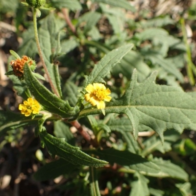 Sigesbeckia australiensis (Cobber Weed) at Gigerline Nature Reserve - 30 May 2020 by RWPurdie