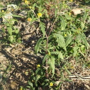 Sigesbeckia australiensis at Tennent, ACT - 30 May 2020