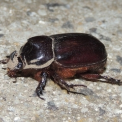 Dasygnathus sp. (genus) (Rhinoceros beetle) at Pollinator-friendly garden Conder - 2 Mar 2020 by michaelb