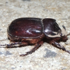 Dasygnathus sp. (genus) at Conder, ACT - 2 Mar 2020