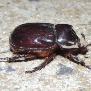 Dasygnathus sp. (genus) at Conder, ACT - 2 Mar 2020