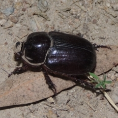 Dasygnathus sp. (genus) at Conder, ACT - 2 Mar 2020 11:37 PM