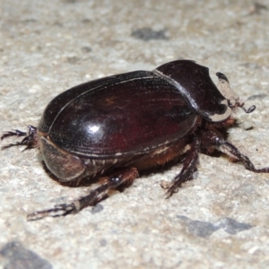 Dasygnathus sp. (genus) at Conder, ACT - 2 Mar 2020