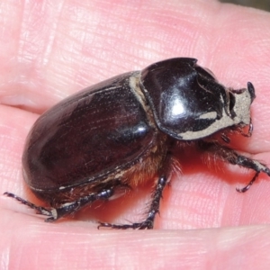 Dasygnathus sp. (genus) at Conder, ACT - 2 Mar 2020