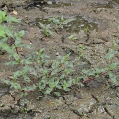 Persicaria decipiens (Slender Knotweed) at Gordon, ACT - 2 Feb 2020 by MichaelBedingfield