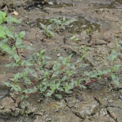 Persicaria decipiens (Slender Knotweed) at Gordon, ACT - 2 Feb 2020 by michaelb