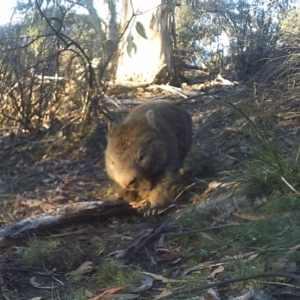 Vombatus ursinus at Booth, ACT - 29 May 2020 07:50 AM