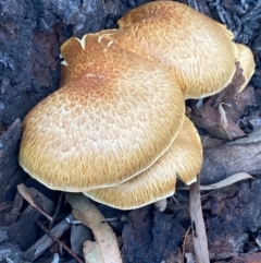 Gymnopilus junonius (Spectacular Rustgill) at Burra, NSW - 30 May 2020 by Safarigirl