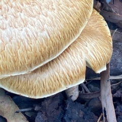 Gymnopilus junonius at Burra, NSW - 31 May 2020 12:48 AM