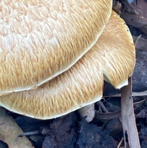 Gymnopilus junonius at Burra, NSW - 31 May 2020 12:48 AM