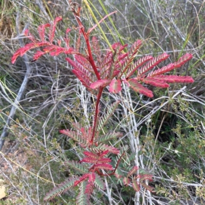 Acacia rubida (Red-stemmed Wattle, Red-leaved Wattle) at Burra, NSW - 30 May 2020 by Safarigirl