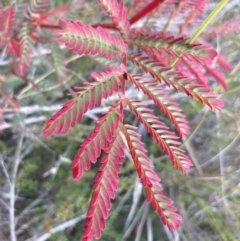 Acacia rubida at Burra, NSW - 31 May 2020