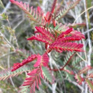 Acacia rubida at Burra, NSW - 31 May 2020