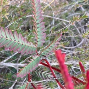 Acacia rubida at Burra, NSW - 31 May 2020