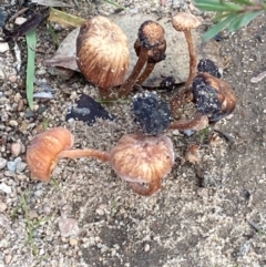 Laccaria sp. (Laccaria) at Burra, NSW - 31 May 2020 by Safarigirl