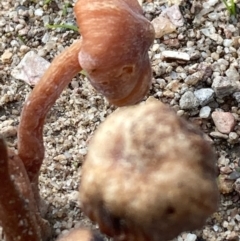 Laccaria sp. at Burra, NSW - 31 May 2020 12:59 AM