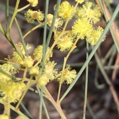 Acacia sp. (A Wattle) at Burra, NSW - 30 May 2020 by Safarigirl