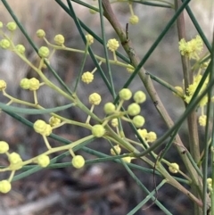 Acacia sp. at Burra, NSW - 31 May 2020