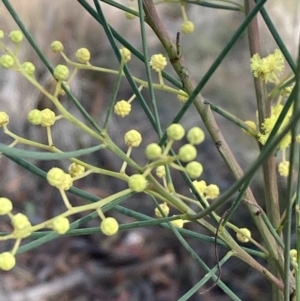 Acacia sp. at Burra, NSW - 31 May 2020