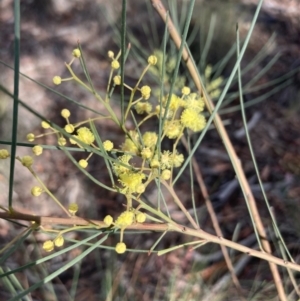Acacia sp. at Burra, NSW - 31 May 2020