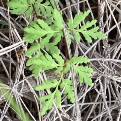 Cheilanthes (genus) (Rock Fern) at Burra, NSW - 31 May 2020 by Safarigirl