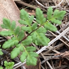 Cheilanthes sp. at Burra, NSW - 31 May 2020