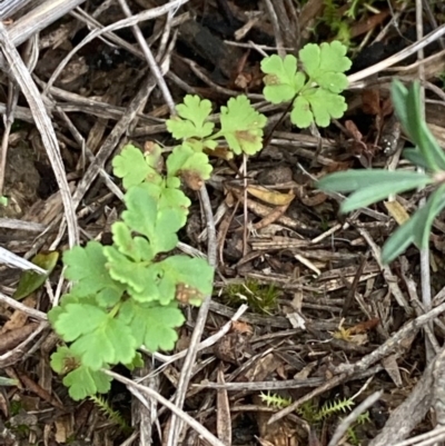 Cheilanthes (genus) (Rock Fern) at Burra, NSW - 31 May 2020 by Safarigirl