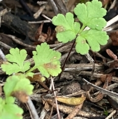 Cheilanthes sp. at Burra, NSW - 31 May 2020