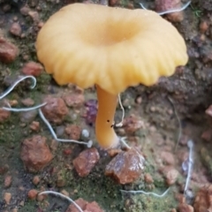 Lichenomphalia chromacea (Yellow Navel) at Hawker, ACT - 31 May 2020 by trevorpreston