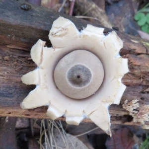 Geastrum sp. at Paddys River, ACT - 30 May 2020