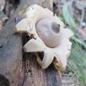 Geastrum sp. at Paddys River, ACT - 30 May 2020