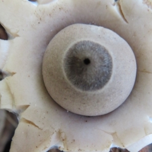 Geastrum sp. at Paddys River, ACT - 30 May 2020