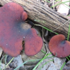 Picipes 'melanopus group' at Paddys River, ACT - 30 May 2020