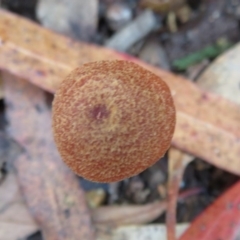 Unidentified Cap on a stem; gills below cap [mushrooms or mushroom-like] at Tidbinbilla Nature Reserve - 30 May 2020 by Christine