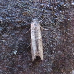 Lepidoscia (genus) ADULT (A Case moth) at Paddys River, ACT - 30 May 2020 by Christine