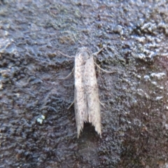 Lepidoscia (genus) ADULT at Paddys River, ACT - 30 May 2020 12:17 PM