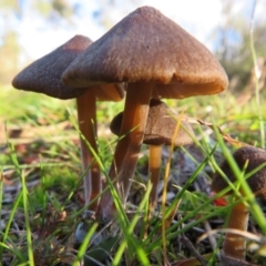 Unverified Cap on a stem; gills below cap [mushrooms or mushroom-like] at Paddys River, ACT - 30 May 2020 by Christine