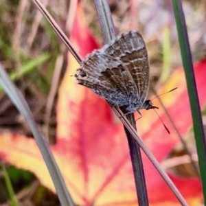 Theclinesthes serpentata at Aranda, ACT - 31 May 2020 12:20 PM