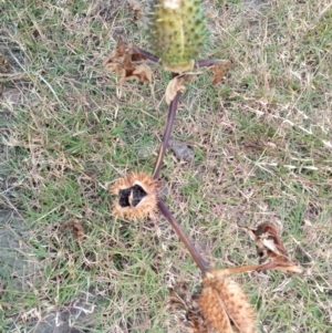 Datura stramonium at Tennent, ACT - 31 May 2020 12:08 PM